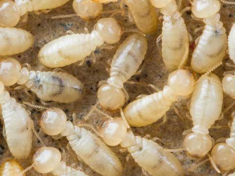 drywood termite control wildomar