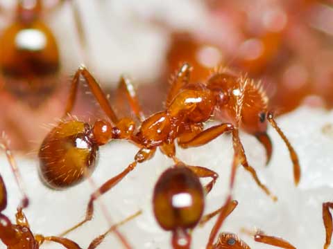 ant extermination ontario
