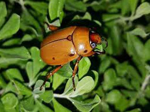 beetle control redondo beach