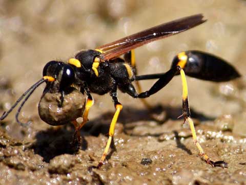 wasp control moreno valley