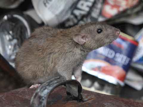 rat exclusion riverside