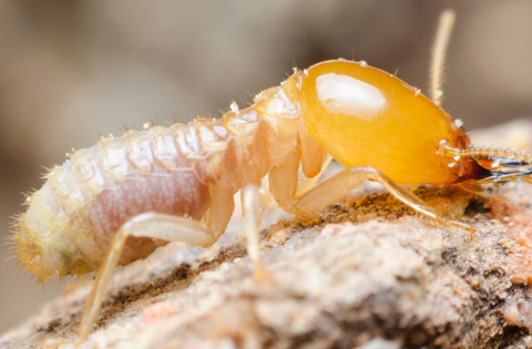 termite pest control riverside