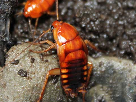 cockroach extermination lakewood