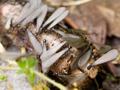 termite extermination wildomar