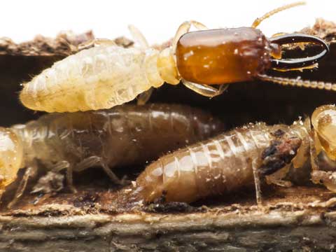 subterranean termite control lakewood